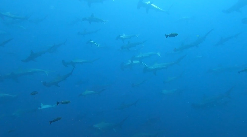 ７月１９日　神子元　ハンマー爆群れ！