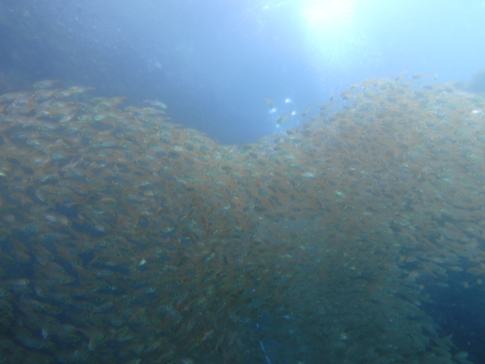 ７月１２日　神子元　ニゴニゴでも魚影は抜群！！