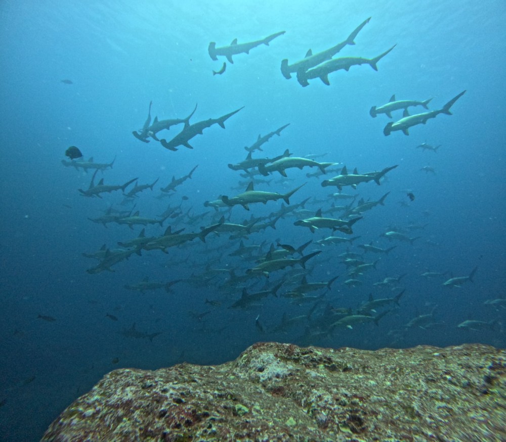 7/18 富戸:ナンヨウツバメウオもやってきました\(^-^)/季節来遊魚が楽しみに!