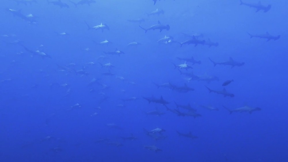 7/29 アオリイカの産卵絶好調(^^)/