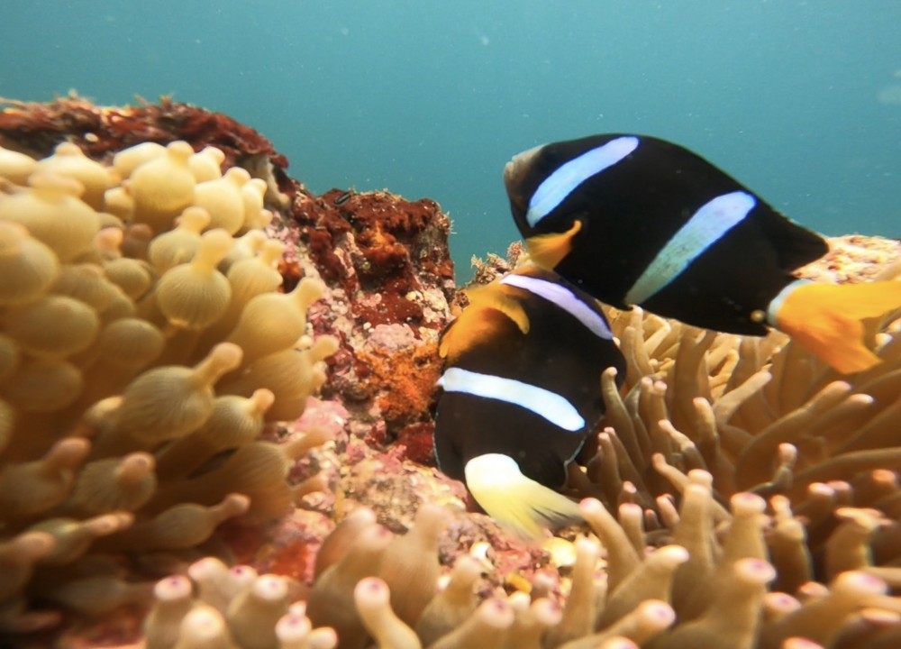  ７月２５日　神子元 　どこもかしこもハンマーの群れ！！