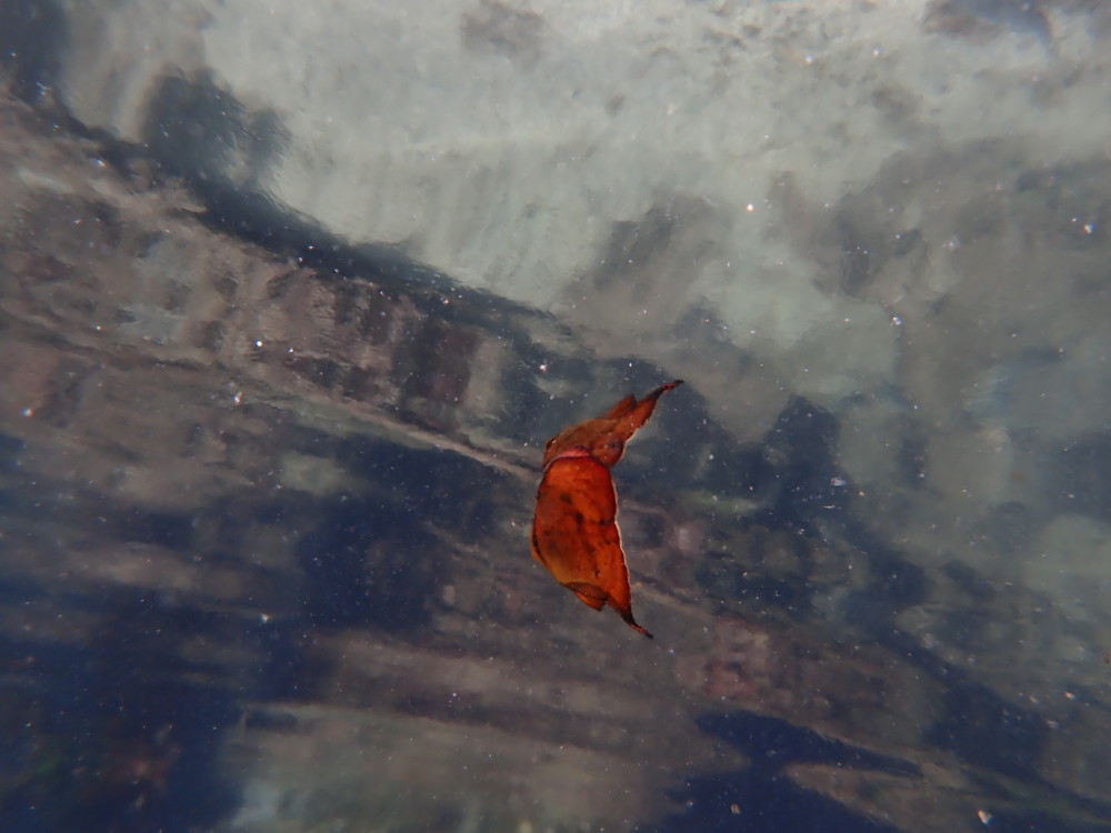 7/19 富戸:クマノミの卵の目が見えてきました👀!目に優しいオレンジ&黒のイロカエルアンコウも!