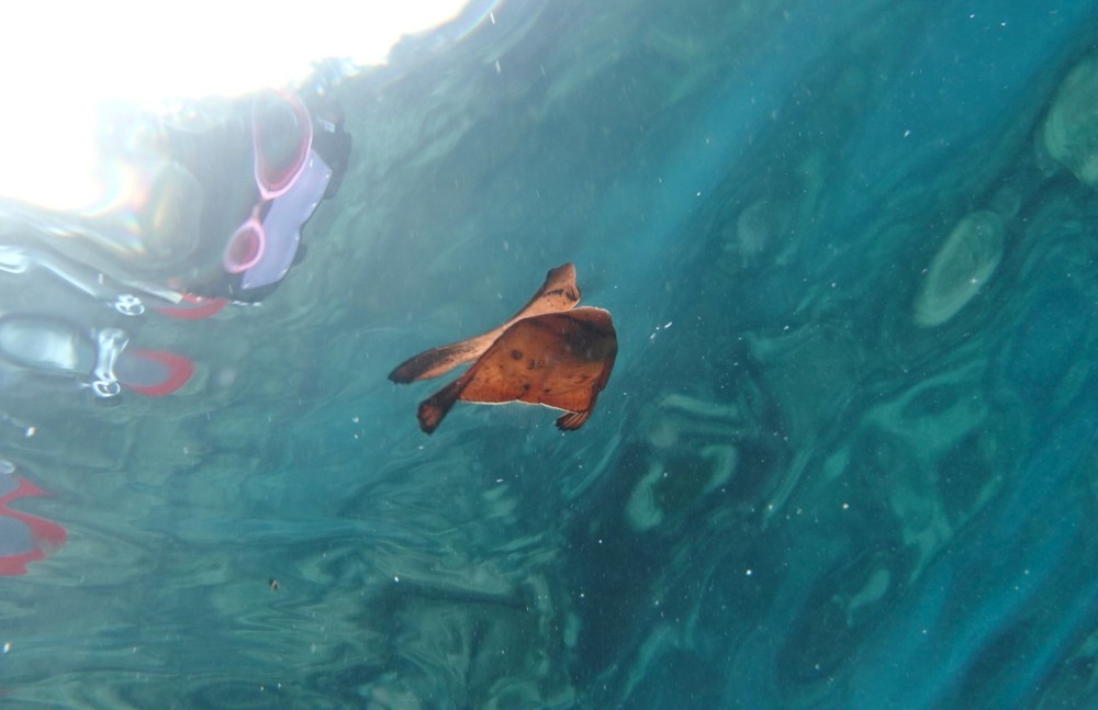 ８/１６　どこを泳いでも群れ♪テトラポットは魚・魚・魚～(^^)/