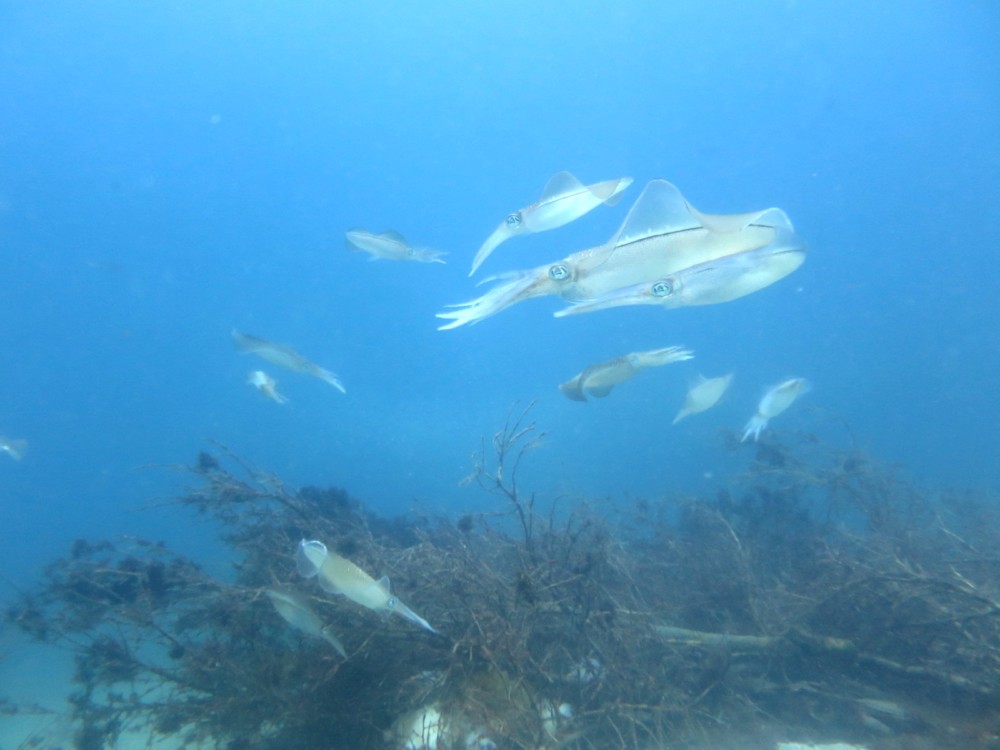 ８/７ 南国の様な天気に水中もカミソリウオなど夏の魚がいっぱいに♪