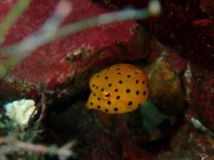 ミナミハコフグ