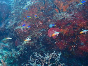 ハタタテハゼ