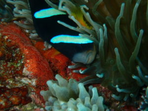 クマノミとその卵