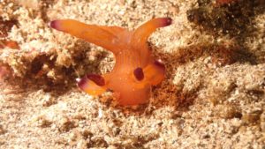 クチナシツノザヤウミウシ