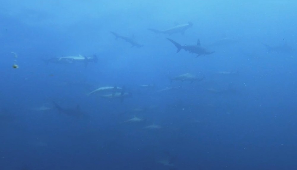 ８/４　ボートダイビングでも可愛い生物達がいっぱい！