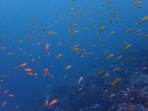 キンギョハナダイ