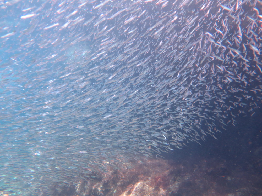 ９月１３日　神子元 青から白へ、そして水色での勝利！