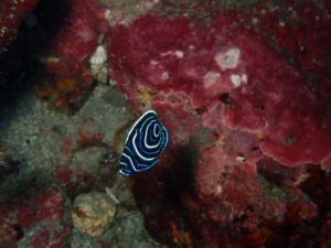 タテジマキンチャクダイ幼魚