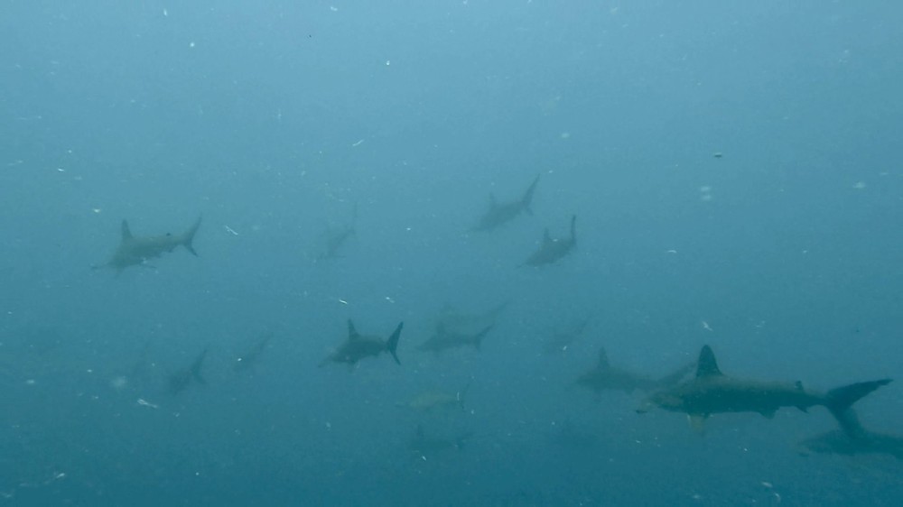 ９/２０　伊豆富戸：タカベの群れ、カンパチ！南からのホホスジタルミにハタタテハゼ♪