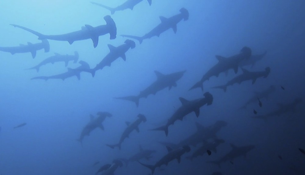 9/13 群れが途切れないボートダイブ\(^^)/