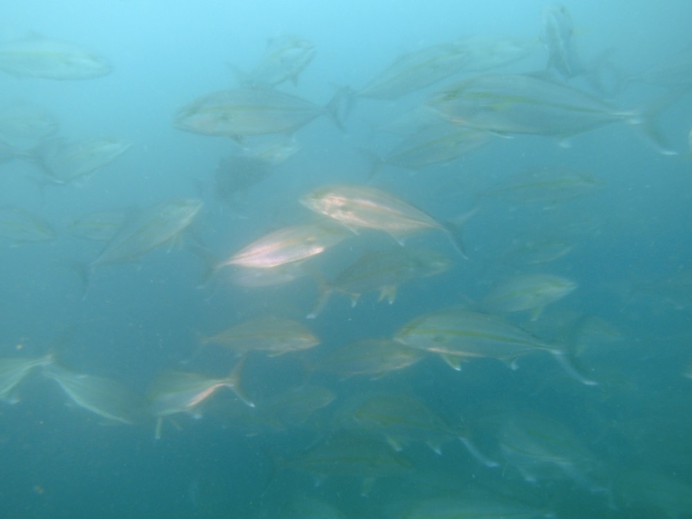 １０月２５日　神子元 　魚影の濃い海でした(^^)/