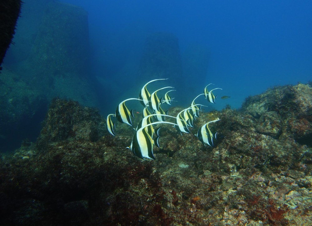 １２/２７　砂地にはコロコロなカンナツノザヤウミウシ(^O^)