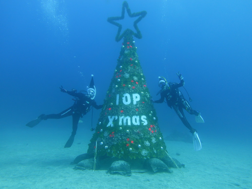 １２/１９　伊豆富戸：クリスマスツリーで記念撮影♪タカベ＆タカサゴの群れに囲まれる！