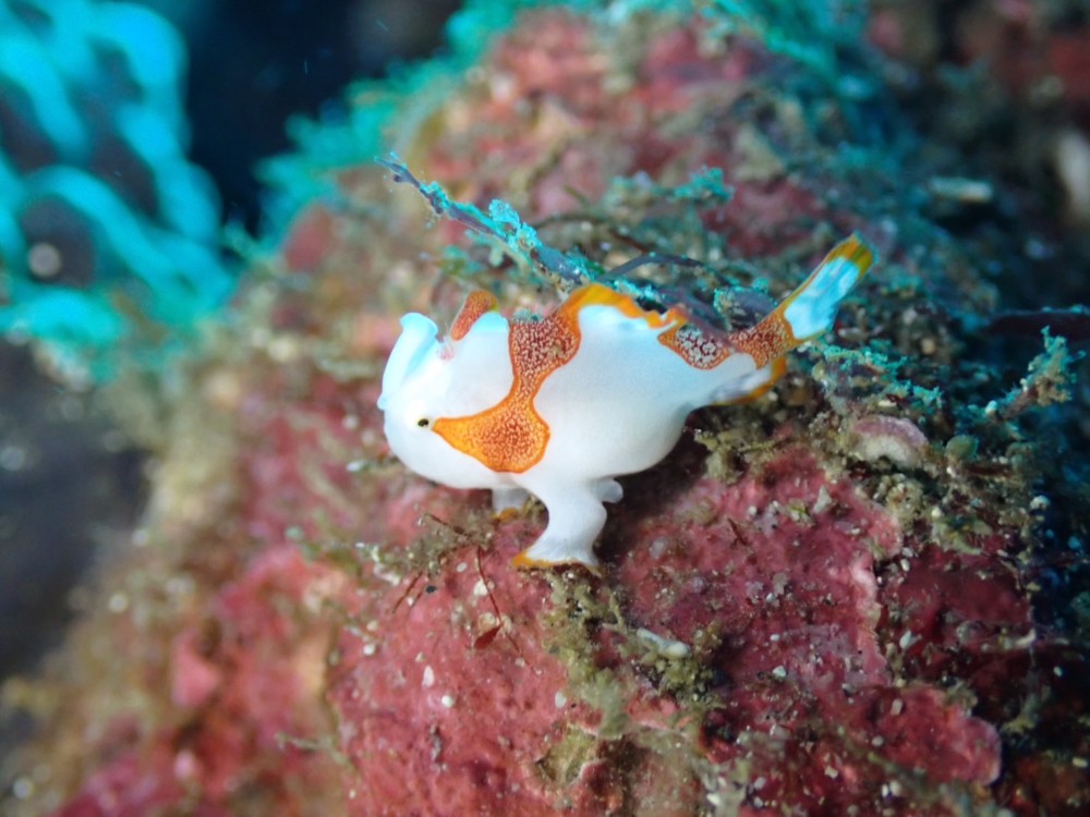 １２/２３　伊豆富戸：メリークリスマス！　トビエイ沢山＼(^o^)／