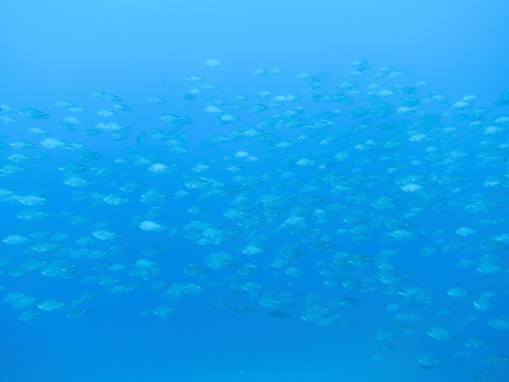 １/１６　綺麗な海のテトラポットは群れでぐっちゃり！ベニシボリガイも出てきていますよ♪