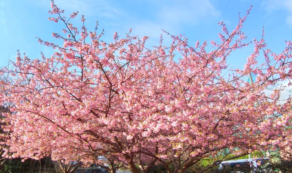 お店近くの早咲き桜が満開になって来ました＼(^o^)／