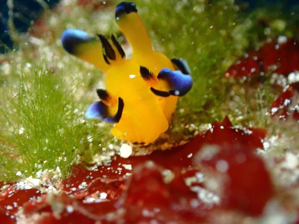 2023-24年第７回ドルフィンウェーブ たかあし蟹ツアー❗️ ムービーバージョンです＼(^o^)／