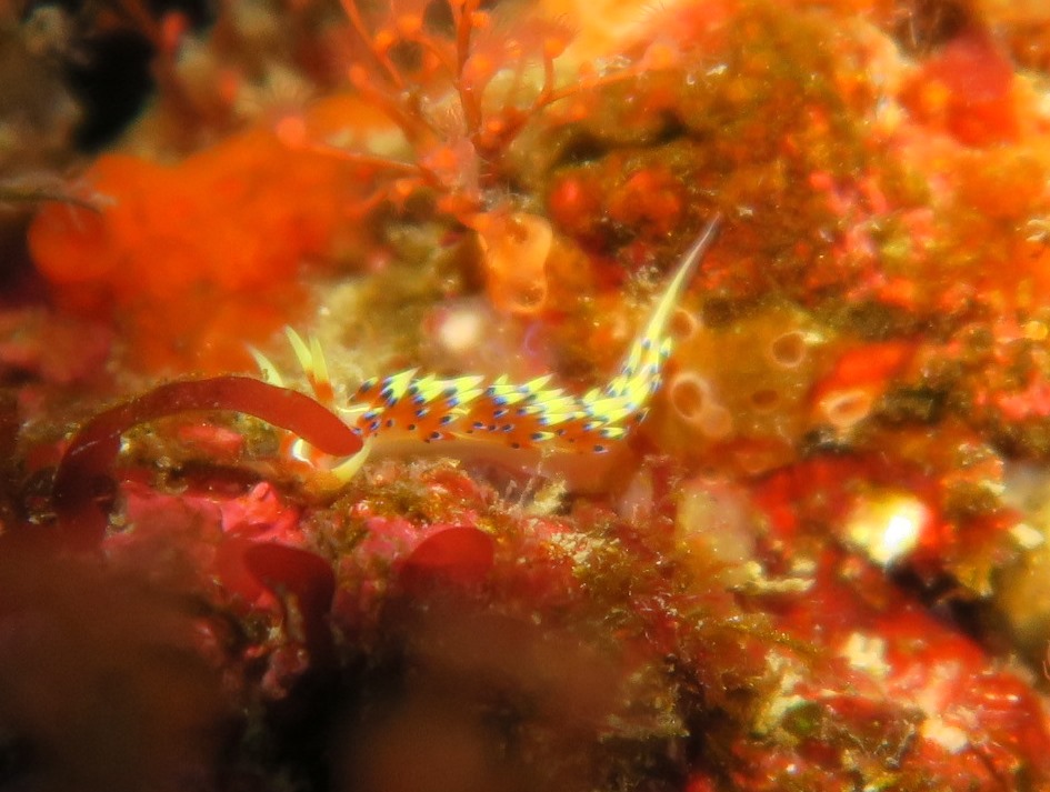２/２５　伊豆：リクエスト頂いた伊東限定ポイントへ行けず。。。田子へ行ってきました♪