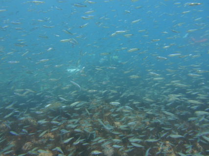 ３/３１　稚魚の群れがキラキラ～ツノザヤウミウシも沢山見られてます(*^O^*)