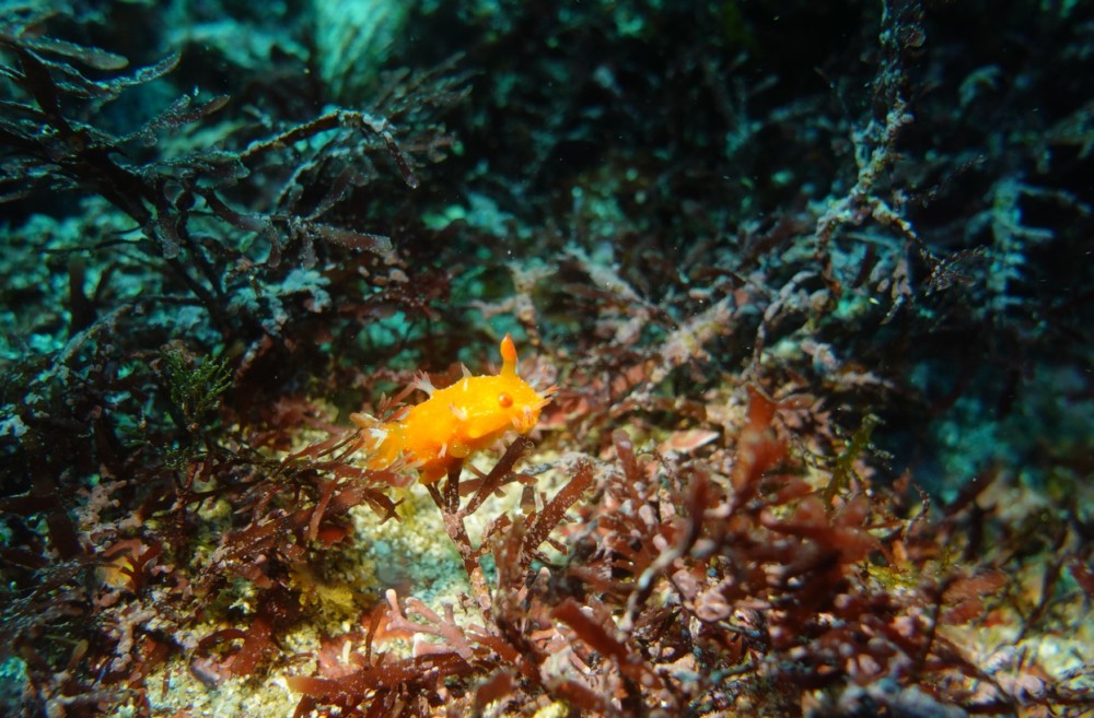 2/28 うねりでやってきた生物!ウミウシに早くも幼魚も登場\(^o^)/