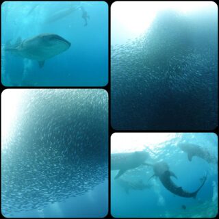 サンゴの楽園フィリピン・モアルボアルでサーディンラン＆オスロブジンベイザメダイブ！ 「ドルフィンウェーブ　イワシ＆ジンベイ・モアルボアルツアー２０２６」　２０２６年１１月１９日（木）～２３（月・祝）   ４泊５日