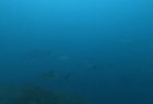 ４/１３-１４　伊豆富戸：週末の富戸の海はドチザメ、トビエイ、ネコザメ、ウミガメとフルコース＼(^o^)／