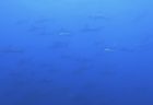 ６/２０　伊豆富戸：アオリイカ好調継続中♪小さな可愛い生物カエルアンコウ、カミソリウオ等々＼(^-^)／