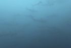 6/30 アオリイカの産卵にイワシの大群、カンパチも出てきました\(^_^)/