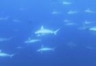 8/13 カミソリウオは3ペア♪やっぱり赤がよく映えます (*^O^*)