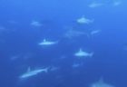 8/5 幼魚が沢山♪温かい&群れだらけの浅瀬は最高!