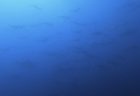８/７　１日１匹(^^)ムレハタタテダイ増えてきてます♪