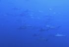 8月23日（金）神子元　寄らせてくれないハンマーに苦戦。。。