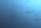 ９/６　のんびりと砂地でヤシャハゼなど南のハゼ三昧(*^_^*)
