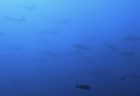 9/14 伊豆富戸:冒険心をくすぐる海♪ニシキフウライウオ、ソメワケヤッコ幼魚、ハゼ達^^v