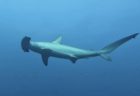 9/10 伊豆富戸:キンギョハナダイ大乱舞、大きなオオモンカエルアンコウ