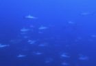 １０/１６　透視度～２０ｍ♪富戸ピラミッドも群々でした(*^_^*)