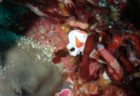 11/30 クマドリカエルアンコウは3色揃ってます(*^O^*)