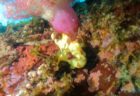 12/13 水中は少しずつ綺麗になって、イシガキフグものんびり(*^O^*)