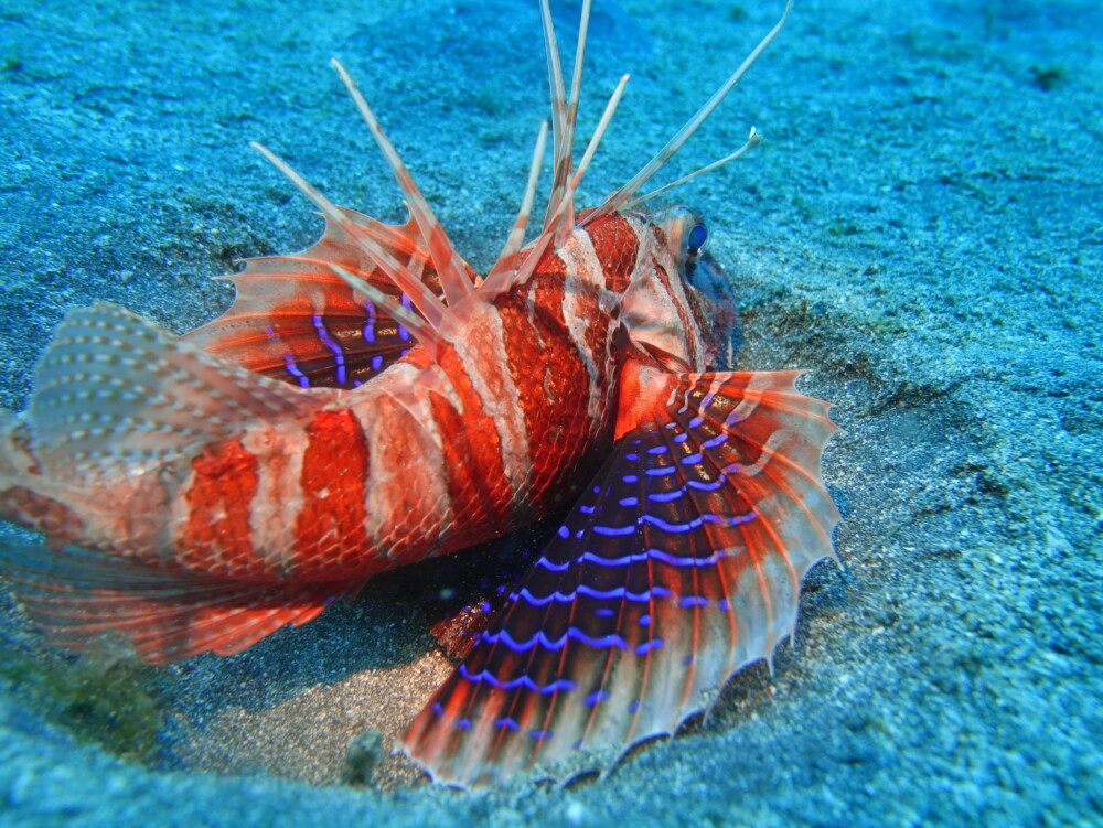 2/21 色鮮やかなセトミノカサゴにクダゴンベ(^^) | 東伊豆・富戸