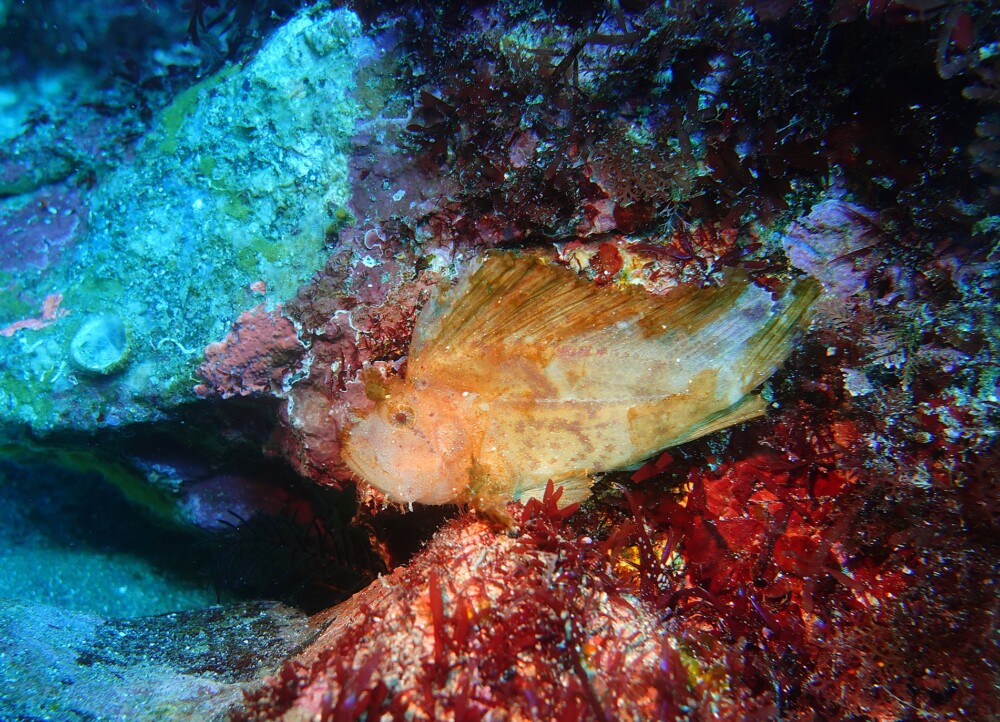 2/21 色鮮やかなセトミノカサゴにクダゴンベ(^^) | 東伊豆・富戸