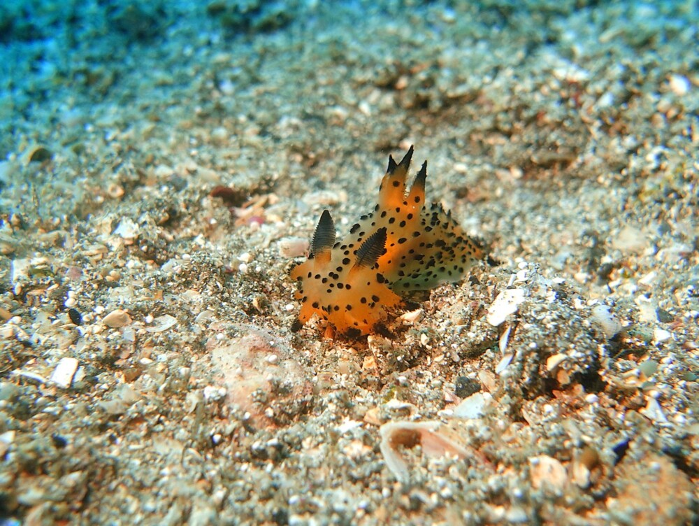 3/21 気温も上がって春うらら♪ウミウシに赤ちゃんも(*^O^*) | 東