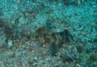 5月5日 神子元 厳しい海だけど魚影抜群!
