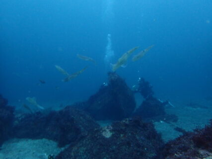 ６/３　伊豆富戸：本日３日もアオリイカ産卵！最高です＼(^o^)／