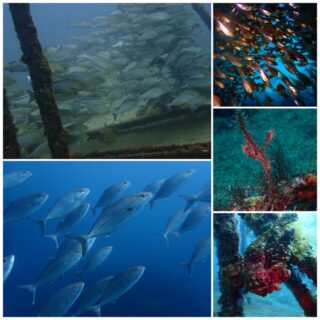 ６/１９　伊豆雲見：リクエスト頂いて雲見へ行ってきました〜♪