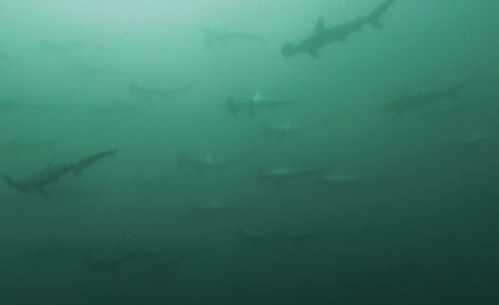 7月24日 (木)神子元：透視度が・・・ガタ落ちの中の大勝利！ハンマーの群れと長時間並泳に成功！