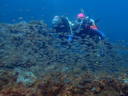 ７/２２　伊豆富戸：幼魚の群れだらけ　成長が楽しみ♪イサキ、タカベ等々